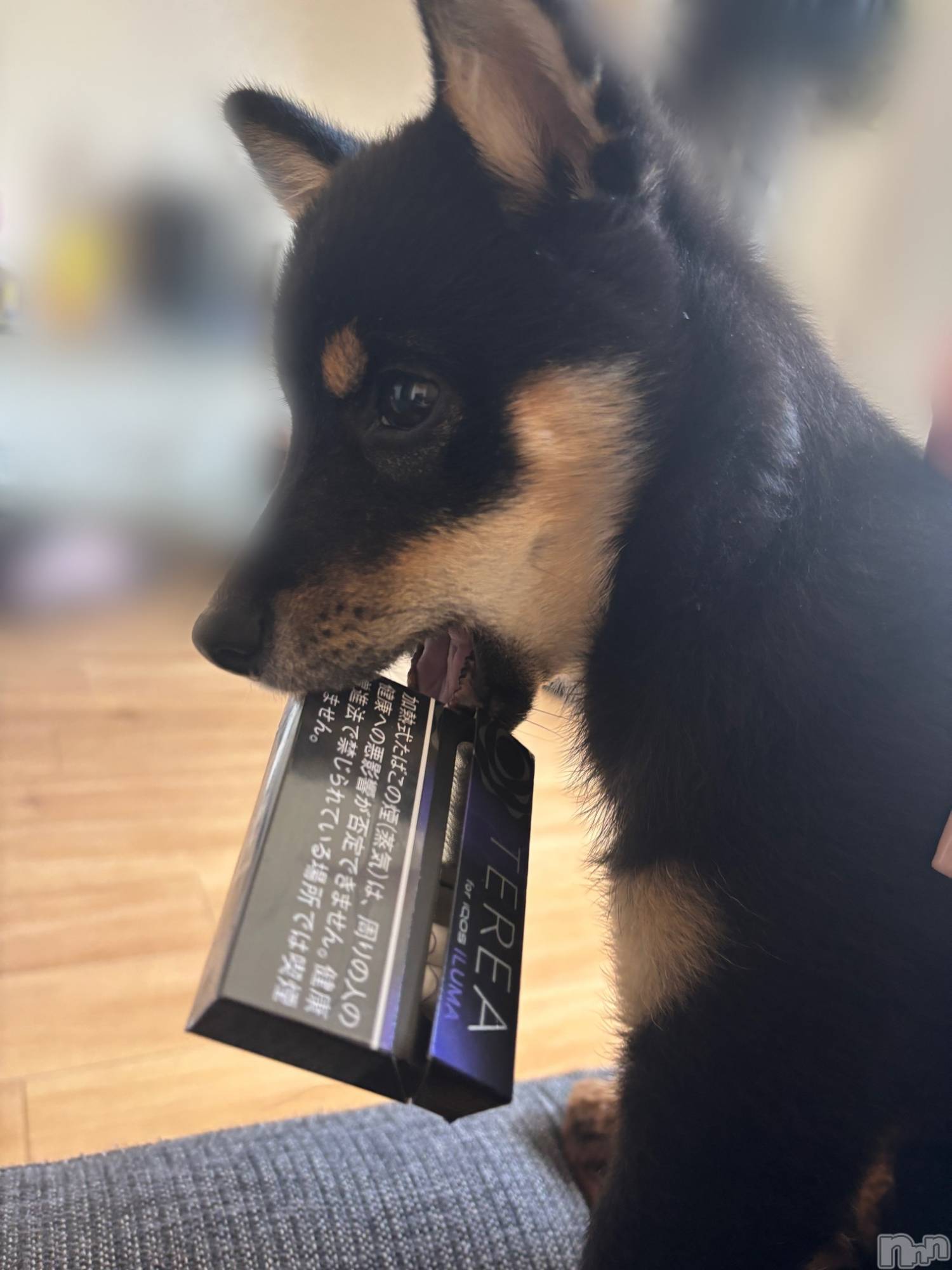 ƲХ顦JARDIN CLUB(󥯥) 2025ǯ1129̥֥֤͡