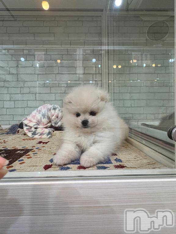 新潟ソープ新潟バニーコレクション(ニイガタバニーコレクション)タマキ(20)の2025年11月14日写メブログ「犬派？猫派？😍」