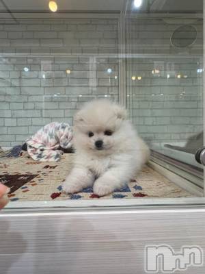 新潟ソープ 新潟バニーコレクション(ニイガタバニーコレクション) タマキ(20)の11月14日写メブログ「犬派？猫派？😍」