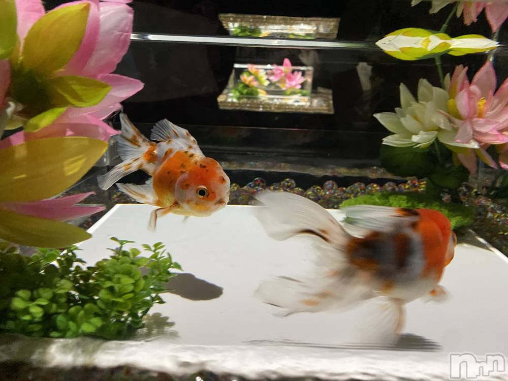 Ĺʥå륺Сѥ ¤þе-ä礤-(եѥ å祤) ߤ830̥֥ư🎐🐠