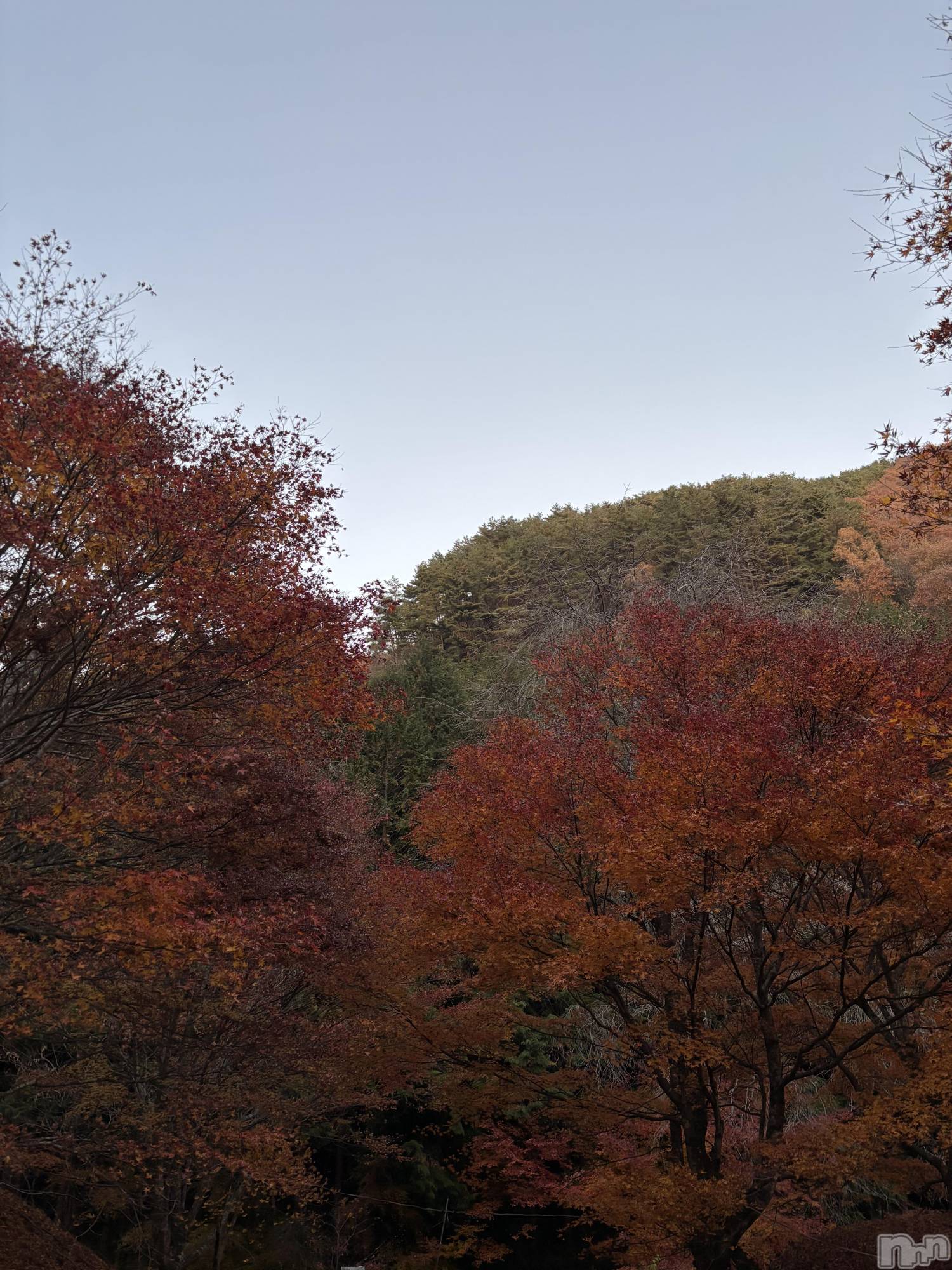 Ĺʥå륺Сѥ ¤þе-ä礤-(եѥ å祤) 2025ǯ1118̥֥֥ꥮ꽩