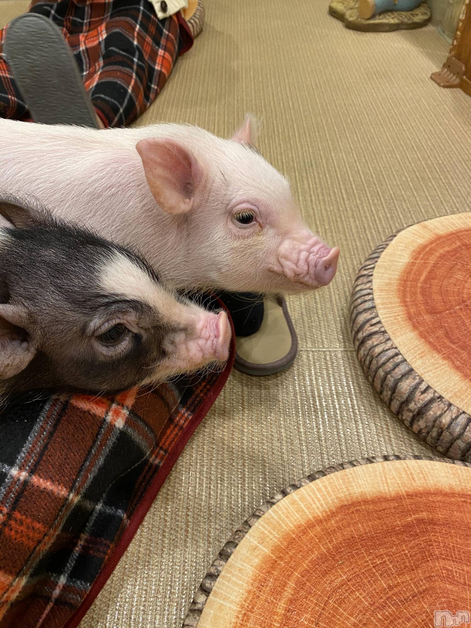 Ĺ��ʥå��������륺�С������ѥ� �¤þе�-��ä��礤-(��ե��ѥ� ��å��祤) ��2025ǯ12��20���̥�֥����֤��������Ť����Ǥ���褦�ˤʤꤿ��🙂‍↕️��