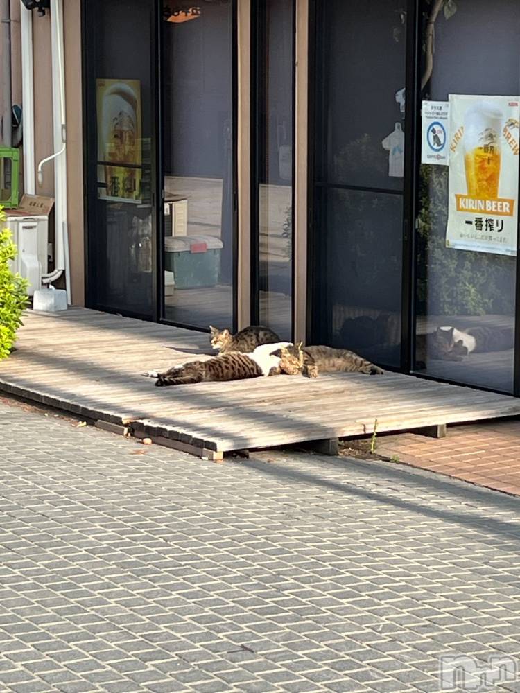 ܱХ顦CLUB FOUR LEAF(ե꡼) 椤729̥֥🐈‍⬛⸒⸒⸒⸒☀️