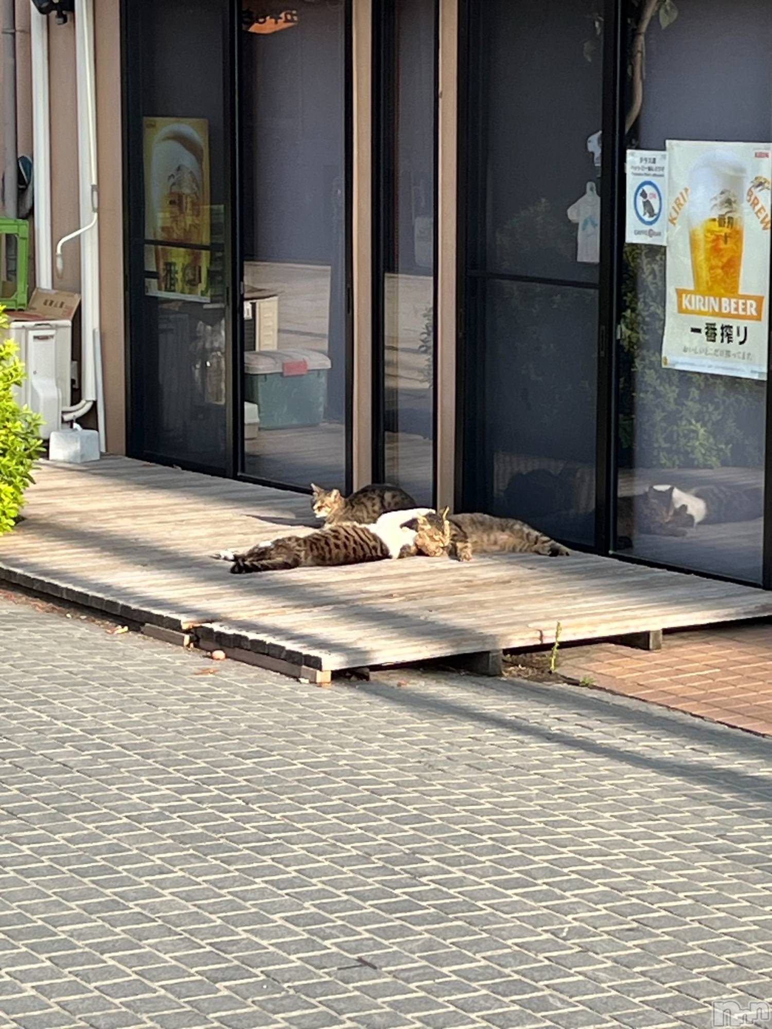 ܱХ顦CLUB FOUR LEAF(ե꡼) 2025ǯ729̥֥🐈‍⬛⸒⸒⸒⸒☀️