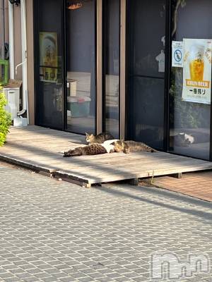 ܱХ顦CLUB FOUR LEAF(ե꡼) 椤729̥֥🐈‍⬛⸒⸒⸒⸒☀️