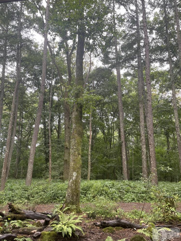 ��ˬ����Х��顦����֥���� �ץ���� ��ˬ(����� �ץ���� ����) �ܾ� ������8��12���̥�֥�����🌳✳︎��