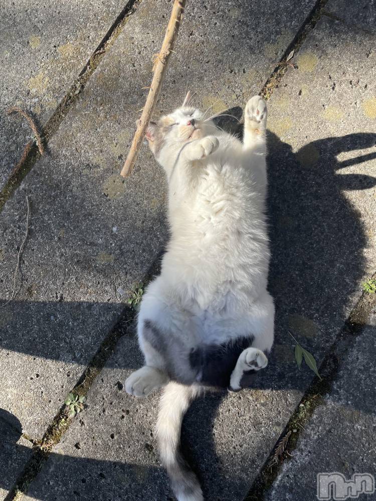 ��ˬ����Х��顦����֥���� �ץ���� ��ˬ(����� �ץ���� ����) �ܾ� ������11��22���̥�֥����֤ˤ�󤳤�����