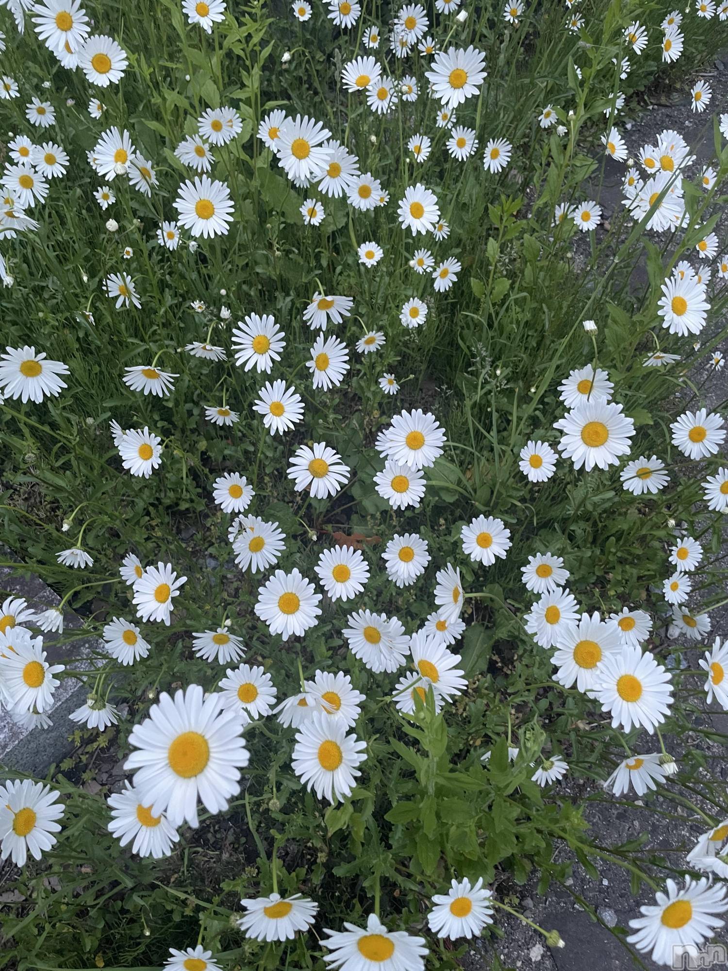 ��ˬ����Х��顦����֥���� �ץ���� ��ˬ(����� �ץ���� ����) ��2025ǯ7��23���̥�֥�����🏋️🫶🏼✨��