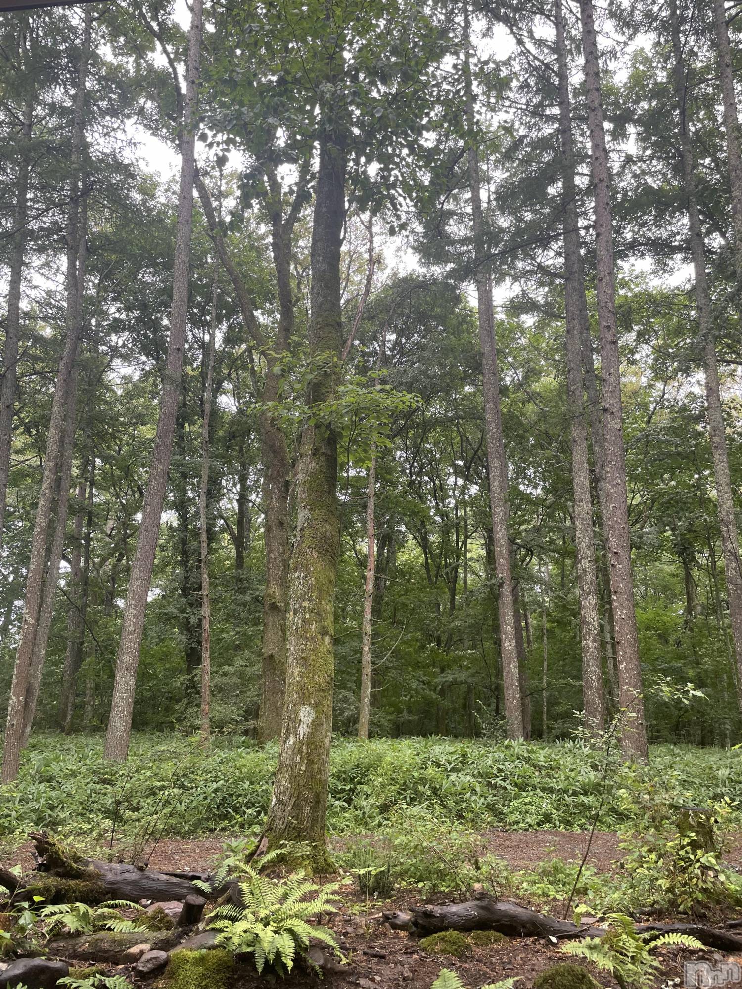 ��ˬ����Х��顦����֥���� �ץ���� ��ˬ(����� �ץ���� ����) ��2025ǯ8��12���̥�֥�����🌳✳︎��