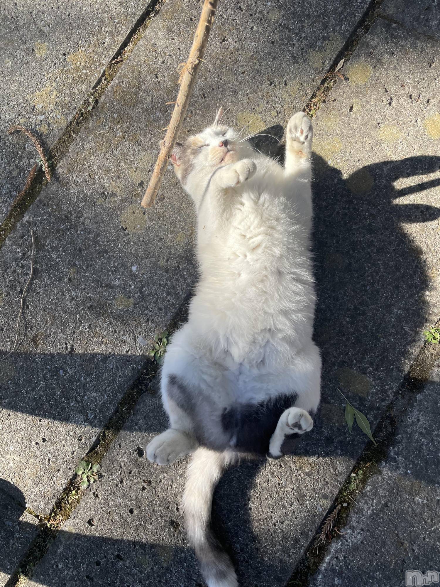 ��ˬ����Х��顦����֥���� �ץ���� ��ˬ(����� �ץ���� ����) ��2025ǯ11��22���̥�֥����֤ˤ�󤳤�����