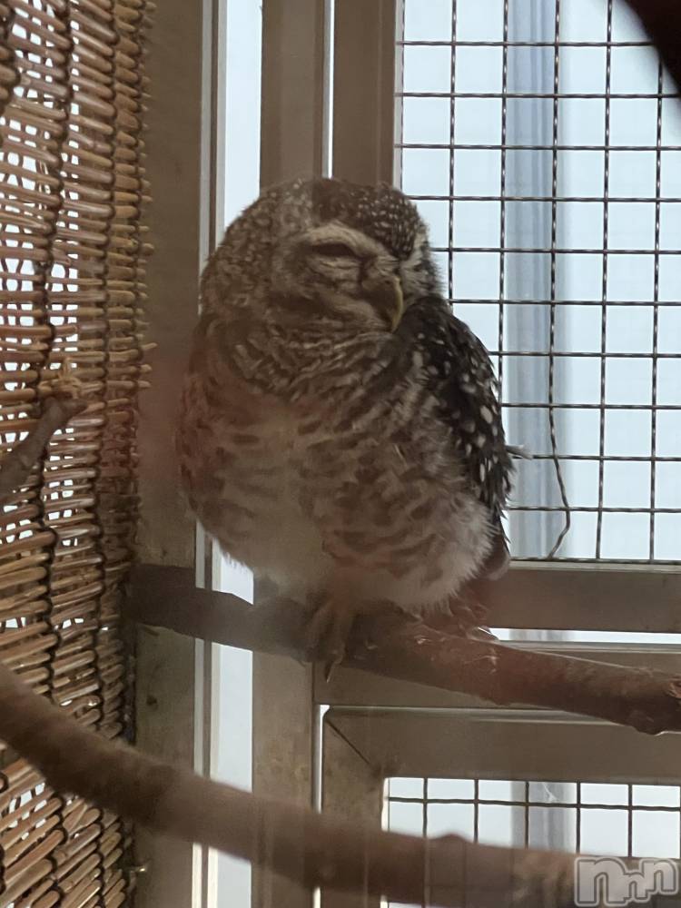 Ĺ��ʥå��������륺�С����פꥹ�ʥå�����ä��礤(���ޥĥꥹ�ʥå�����å��祤) ���椫��4��12���̥�֥����֤��褤�躣���ϡ���