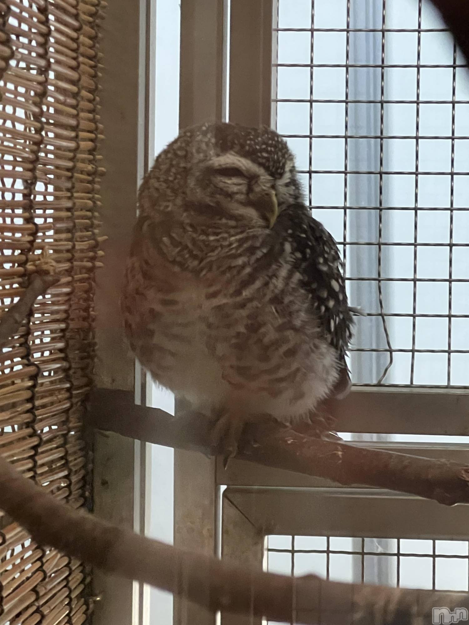 Ĺ��ʥå��������륺�С����פꥹ�ʥå�����ä��礤(���ޥĥꥹ�ʥå�����å��祤) ��2026ǯ4��12���̥�֥����֤��褤�躣���ϡ���