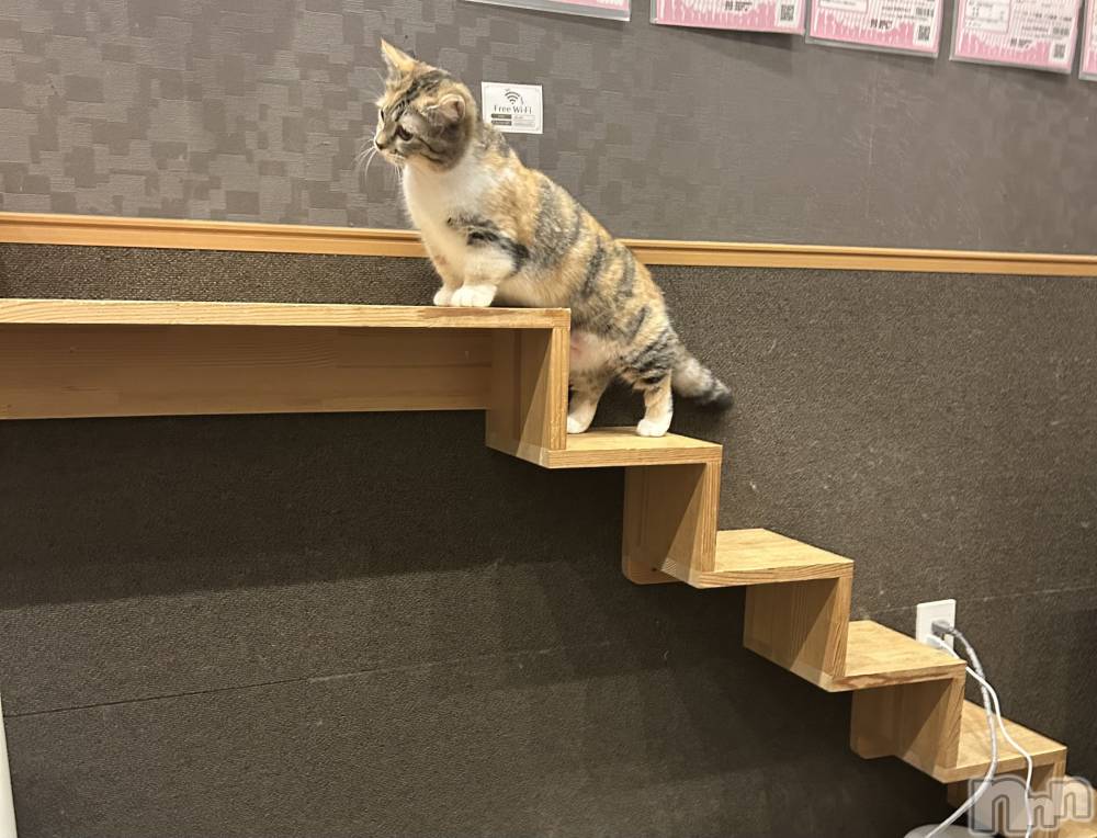 ����������ʥå��������륺�С�Girls Bar Philia(�����륺�С��ե��ꥢ) �ʤ���3��20���̥�֥����֤��äѤ�Ϣ��ƤäƤ��ä��衼����🐈🐾��