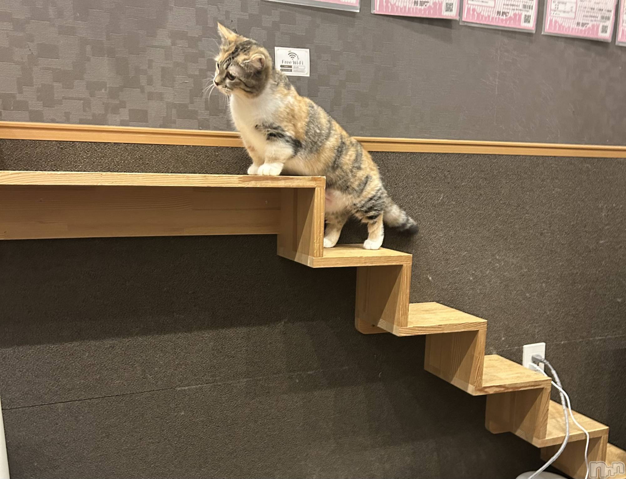 ����������ʥå��������륺�С�Girls Bar Philia(�����륺�С��ե��ꥢ) ��2026ǯ3��20���̥�֥����֤��äѤ�Ϣ��ƤäƤ��ä��衼����🐈🐾��