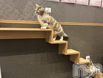 ����������ʥå��������륺�С�Girls Bar Philia(�����륺�С��ե��ꥢ) �ʤ���3��20���̥�֥����֤��äѤ�Ϣ��ƤäƤ��ä��衼����🐈🐾��