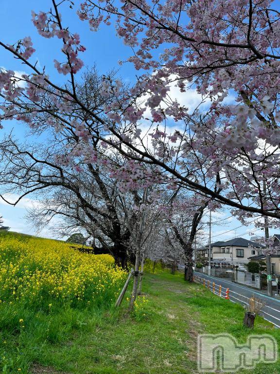 上越デリヘルHONEY(ハニー) みお(♪)(27)の4月6日写メブログ「満開」