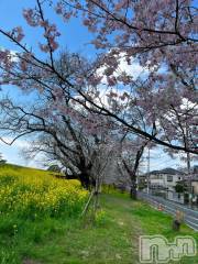 上越デリヘルHONEY(ハニー) みお(♪)(27)の4月6日写メブログ「満開」