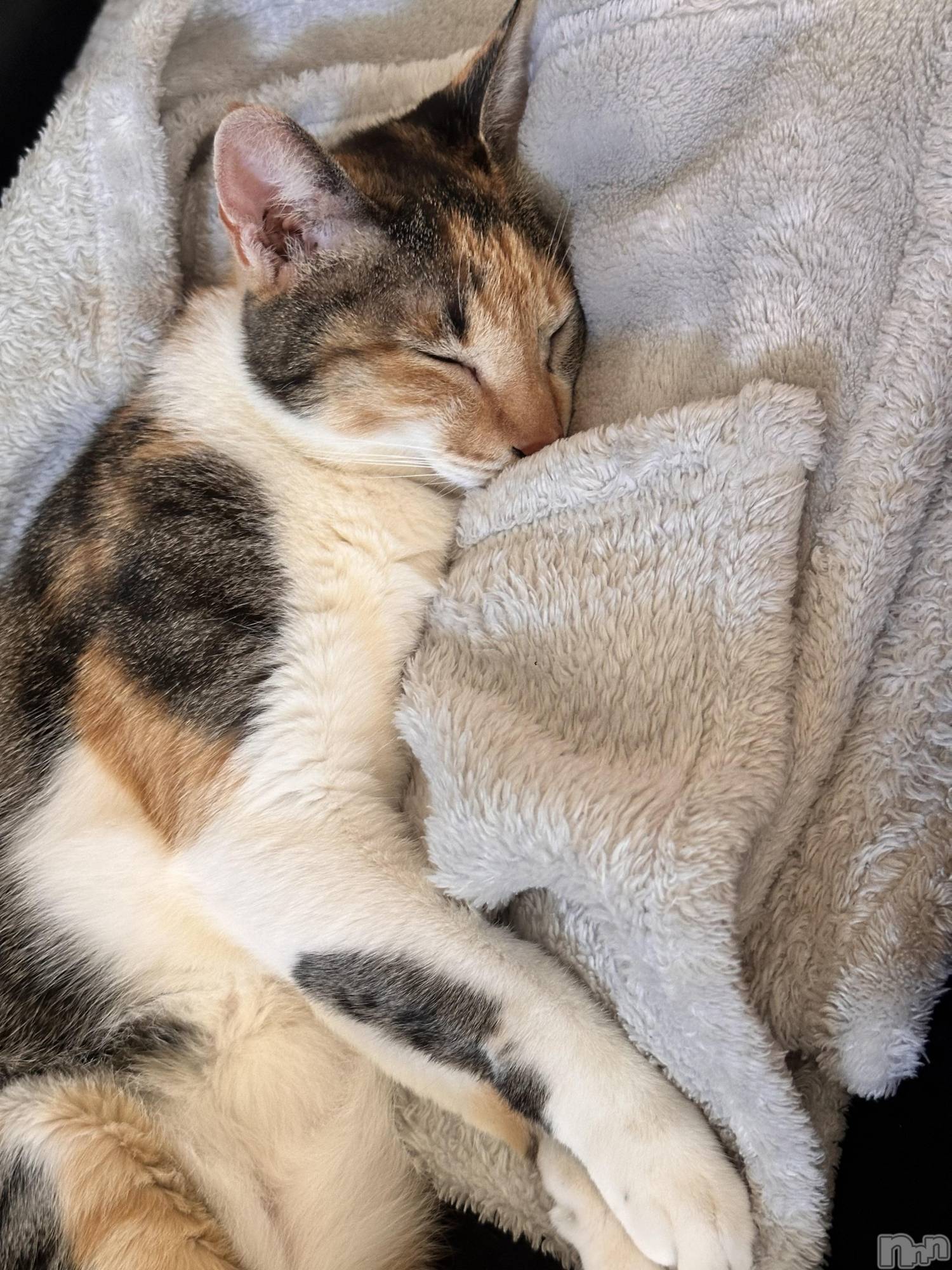 ��ë����Х��顦�����CLUB��Paladin(����֡��ѥ�ǥ���) ��2025ǯ9��17���̥�֥�������Ĵ���ɤǤ��٤ߤǤ���_(�ߧ���_ )��