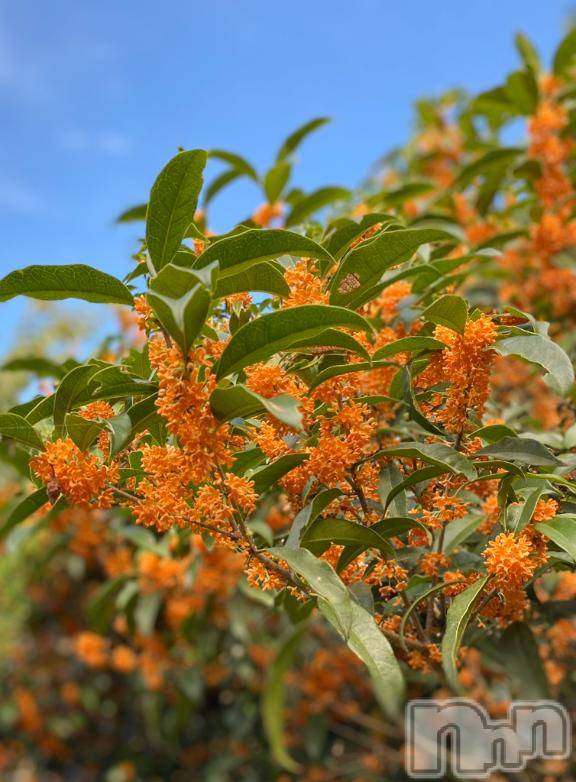 長岡デリヘル人妻楼　長岡店(ヒトヅマロウ　ナガオカテン) えみ(42)の10月14日写メブログ「感じる🩷」