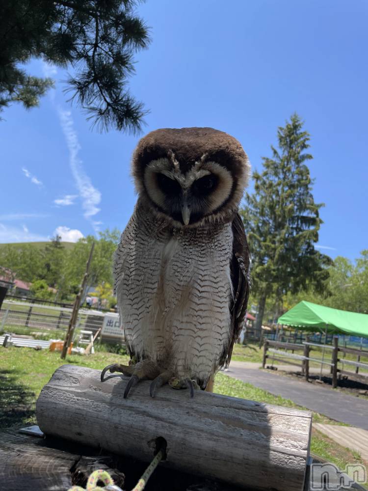 ĮХ顦֥ ץ ( ץ ) 顡ߤ96̥֥Ķβǽвäե🦉