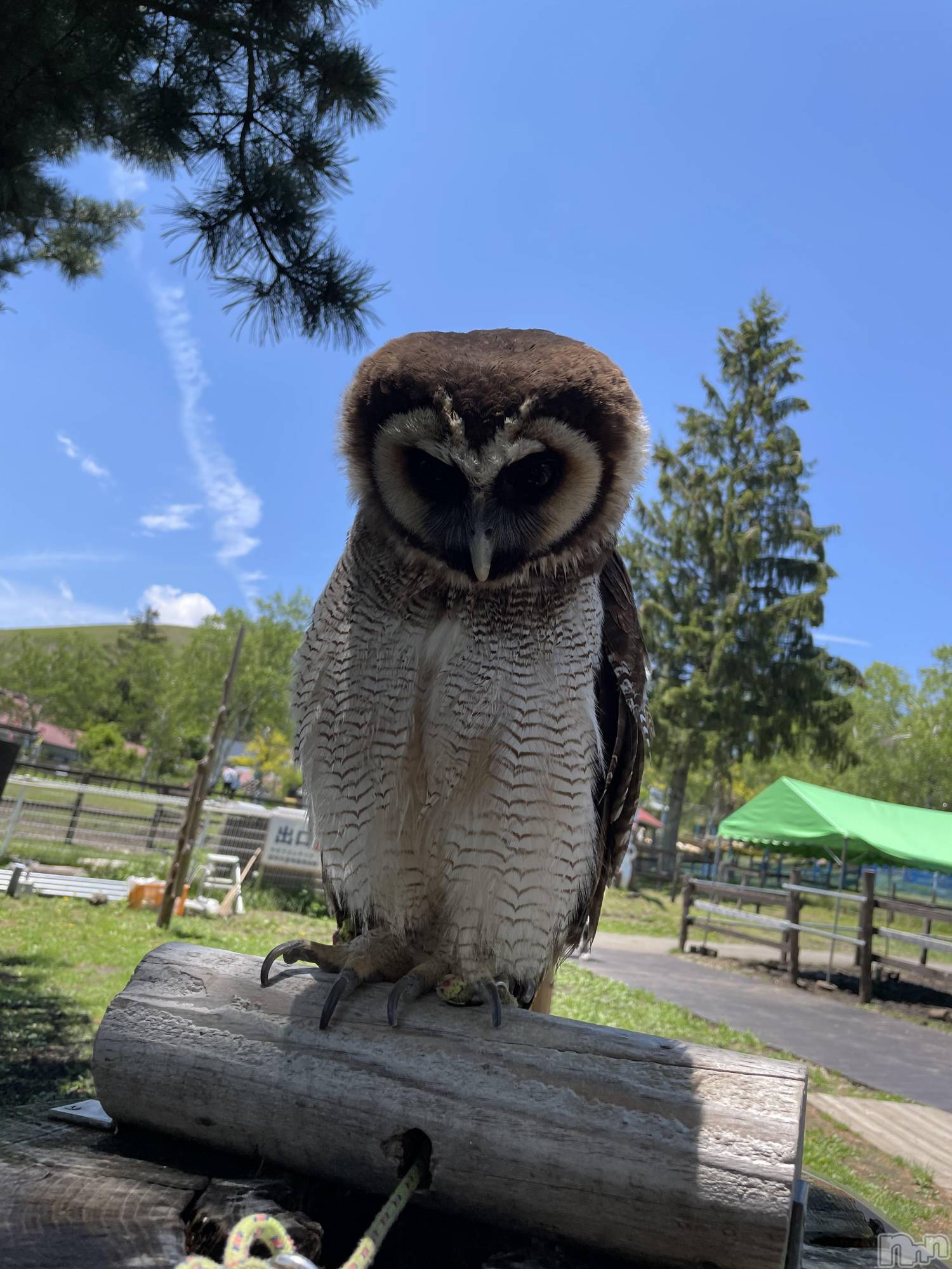 ĮХ顦֥ ץ ( ץ ) 2025ǯ96̥֥Ķβǽвäե🦉