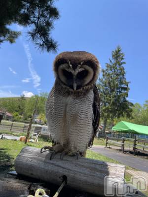ĮХ顦֥ ץ ( ץ ) 顡ߤ96̥֥Ķβǽвäե🦉