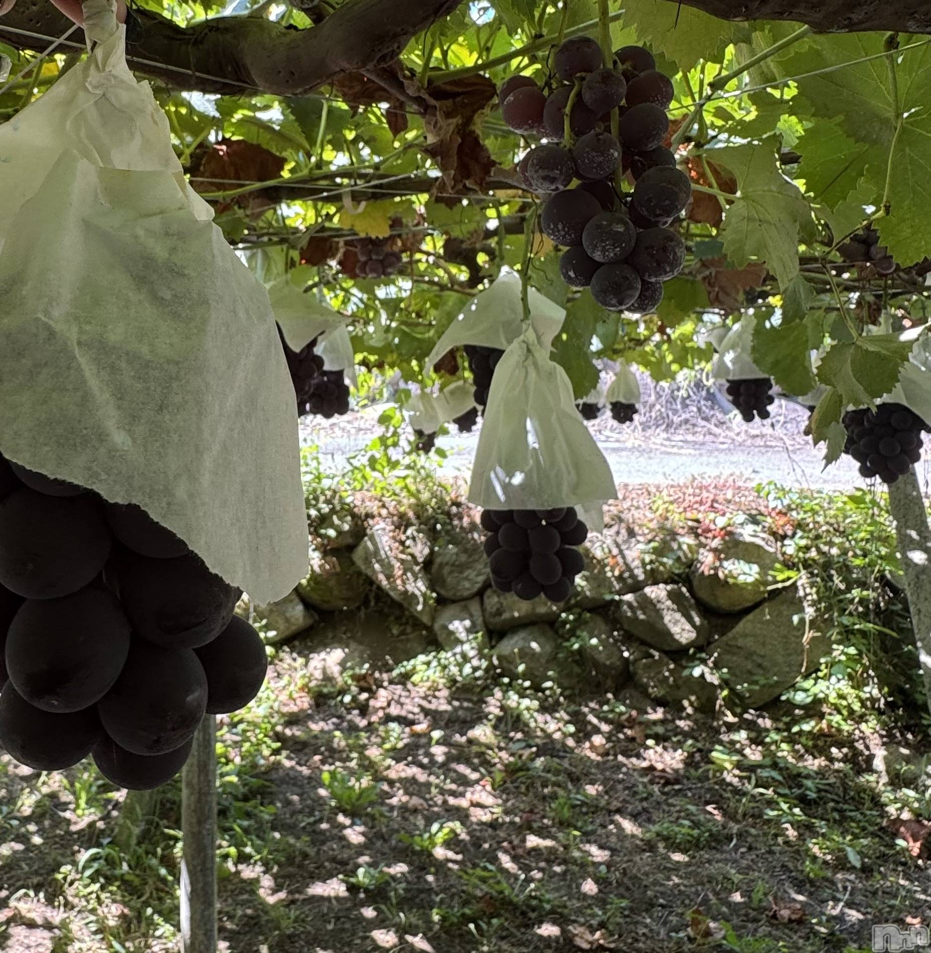 ��ˬ����Х��顦����֥���� �ץ���� ��ˬ(����� �ץ���� ����) ��2025ǯ9��7���̥�֥����ֻ�����🍇��