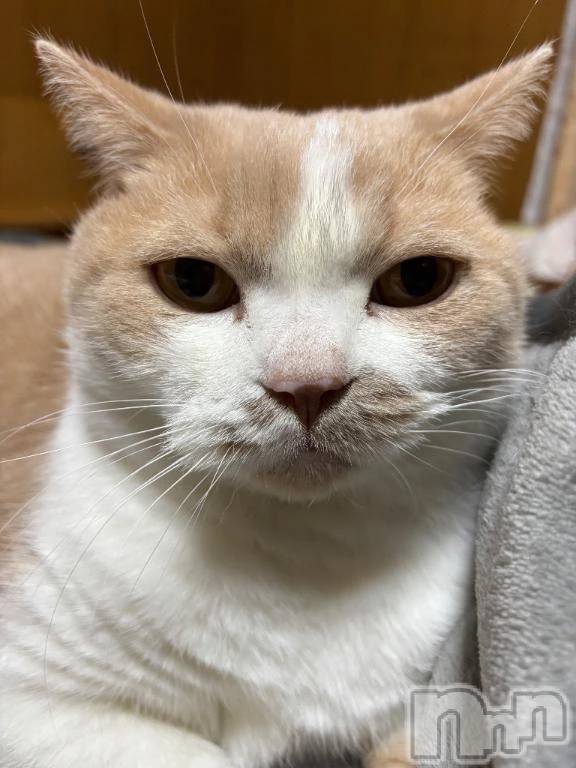 新潟デリヘル新潟市鳥屋野潟ちゃんこ(ニイガタシトヤノガタチャンコ) なつき(26)の11月4日写メブログ「すき」