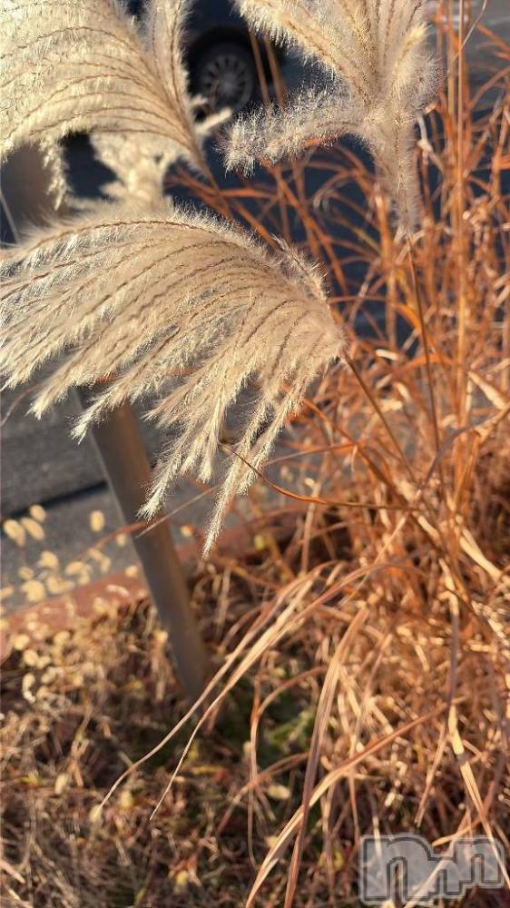 新潟デリヘル新潟市鳥屋野潟ちゃんこ(ニイガタシトヤノガタチャンコ) なつき(26)の12月18日写メブログ「はっけん」