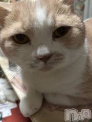 新潟デリヘル新潟市鳥屋野潟ちゃんこ(ニイガタシトヤノガタチャンコ) なつき(26)の12月15日写メブログ「今日は」