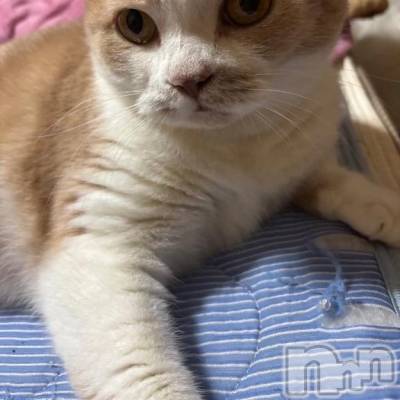 新潟デリヘル 新潟市鳥屋野潟ちゃんこ(ニイガタシトヤノガタチャンコ) なつき(26)の11月3日写メブログ「ありがと」