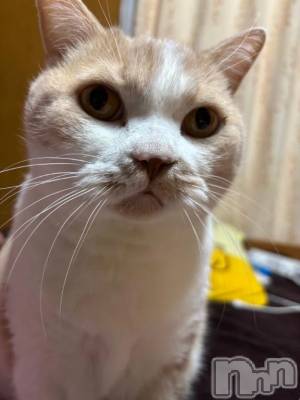 新潟デリヘル 新潟市鳥屋野潟ちゃんこ(ニイガタシトヤノガタチャンコ) なつき(26)の11月6日写メブログ「ふう」