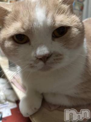 新潟デリヘル 新潟市鳥屋野潟ちゃんこ(ニイガタシトヤノガタチャンコ) なつき(26)の12月15日写メブログ「今日は」