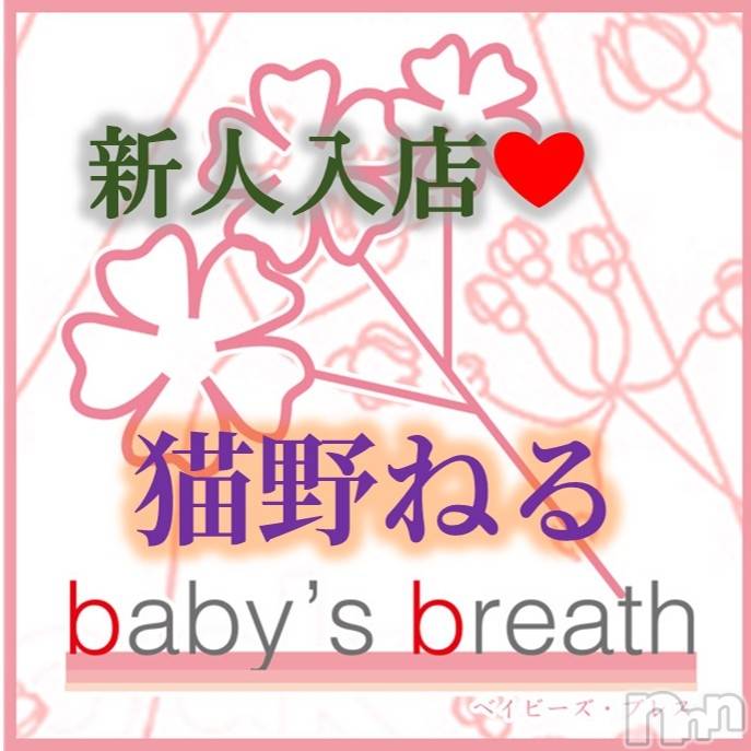 㡦ȯĥꥢ󥺥baby's breath(٥ӡ ֥쥹) ǭͤڿۤ͡817̥֥ǭͤǤꤤޤ