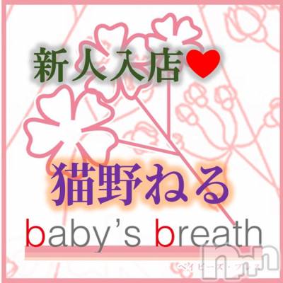 㡦ȯĥꥢˤ󥺥ơbaby's breath(٥ӡ ֥쥹)פΥ㥹ȡǭͤڿۡ͡פξҲ