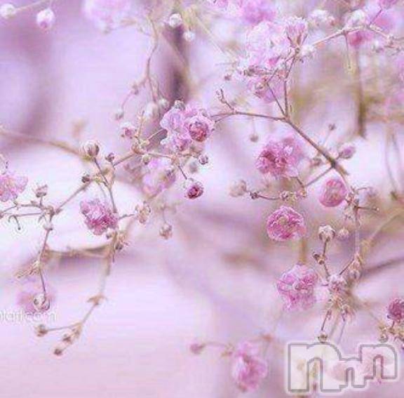 新潟デリヘル五十路マダム新潟店(カサブランカグループ)(イソジマダムニイガタテン)桜川晶(65)の2026年3月27日写メブログ「今日は『さくらの日』」