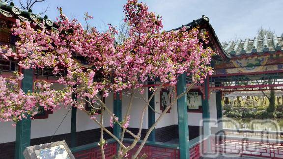 新潟デリヘル五十路マダム新潟店(カサブランカグループ)(イソジマダムニイガタテン)桜川晶(65)の2026年4月14日写メブログ「桜は散っても」