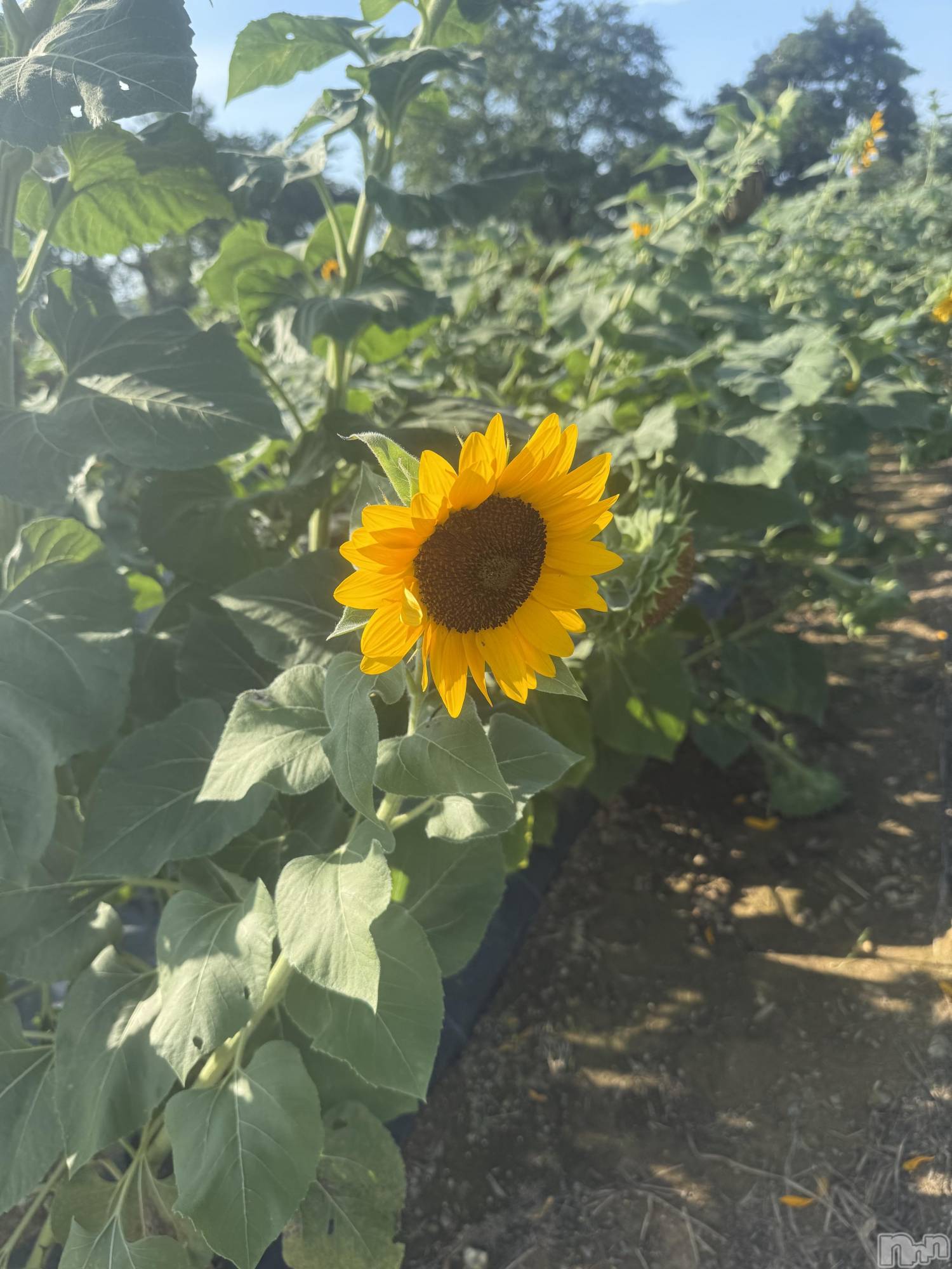 ʥå륺СաɥСӥ٥˥塼 2025ǯ826ֲ̥֥Ƥ餷🌻