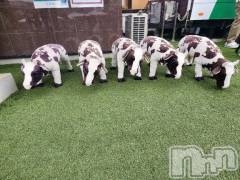 新潟デリヘル熟女の風俗 最終章(ジュクジョノフウゾクサイシュウショウ) ひとみ(43)の10月19日写メブログ「雨…😢」