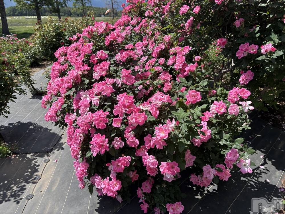 ���ܱ�������Х��顦�����Club ���(����֥ʥǥ���) �ꤪ��6��2���̥�֥�����🌸��