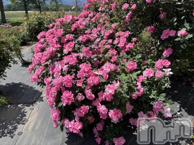 ���ܱ�������Х��顦�����Club ���(����֥ʥǥ���) �ꤪ��6��2���̥�֥�����🌸��