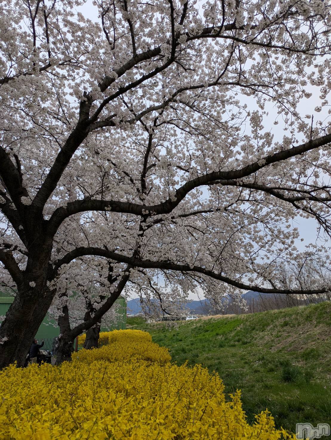 ��Ʋ����Х��顦�����JARDIN CLUB(�������󥯥��) ��2026ǯ4��12���̥�֥�����🌸🌸🌸��