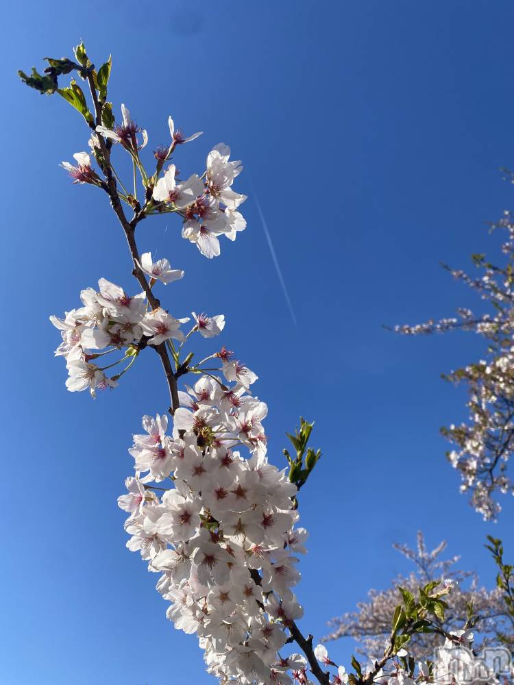 ��Į���ʥå��������륺�С����󥻥ץȥС� Lily(���󥻥ץȥС���꡼) �ġ�����󡣤�4��13���̥�֥�����🌸��✈️����🍡��