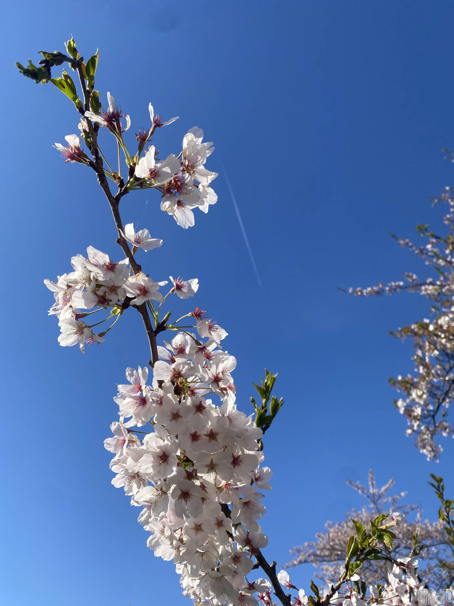 ��Į���ʥå��������륺�С����󥻥ץȥС� Lily(���󥻥ץȥС���꡼) ��2026ǯ4��13���̥�֥�����🌸��✈️����🍡��