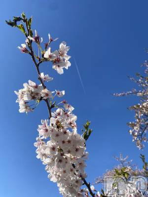 ��Į���ʥå��������륺�С����󥻥ץȥС� Lily(���󥻥ץȥС���꡼) �ġ������(25)��4��13���̥�֥�����🌸��✈️����🍡��