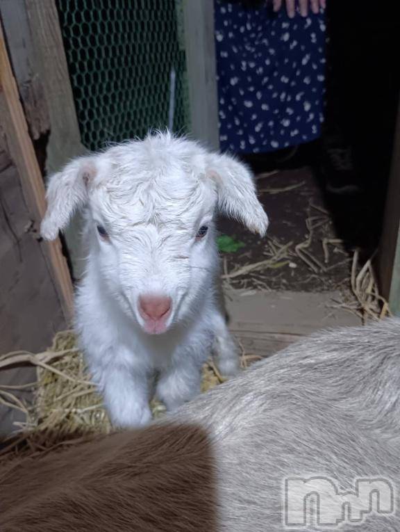 長岡デリヘルBIANCA～主人の知らない私～長岡店(ビアンカナガオカテン) 白咲　えま(33)の11月7日写メブログ「めぇ〰️」