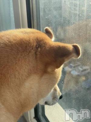 長岡デリヘル BIANCA～主人の知らない私～長岡店(ビアンカナガオカテン) 白咲　えま(33)の4月2日写メブログ「くしゃみが」