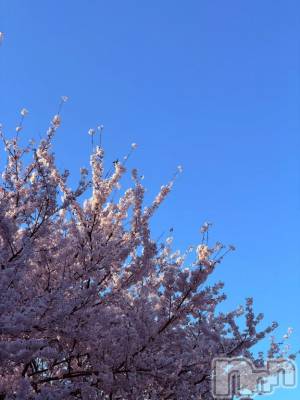 長岡デリヘル BIANCA～主人の知らない私～長岡店(ビアンカナガオカテン) 白咲　えま(33)の4月15日写メブログ「桜〰️🌸」