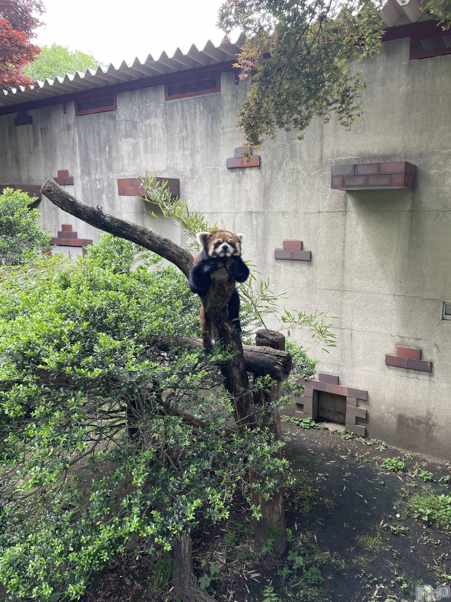 ��Ʋ����Х��顦�����clubTiara(�ƥ�����) ��2026ǯ3��20���̥�֥�����3��20�� 21��49ʬ�Υ֥�����