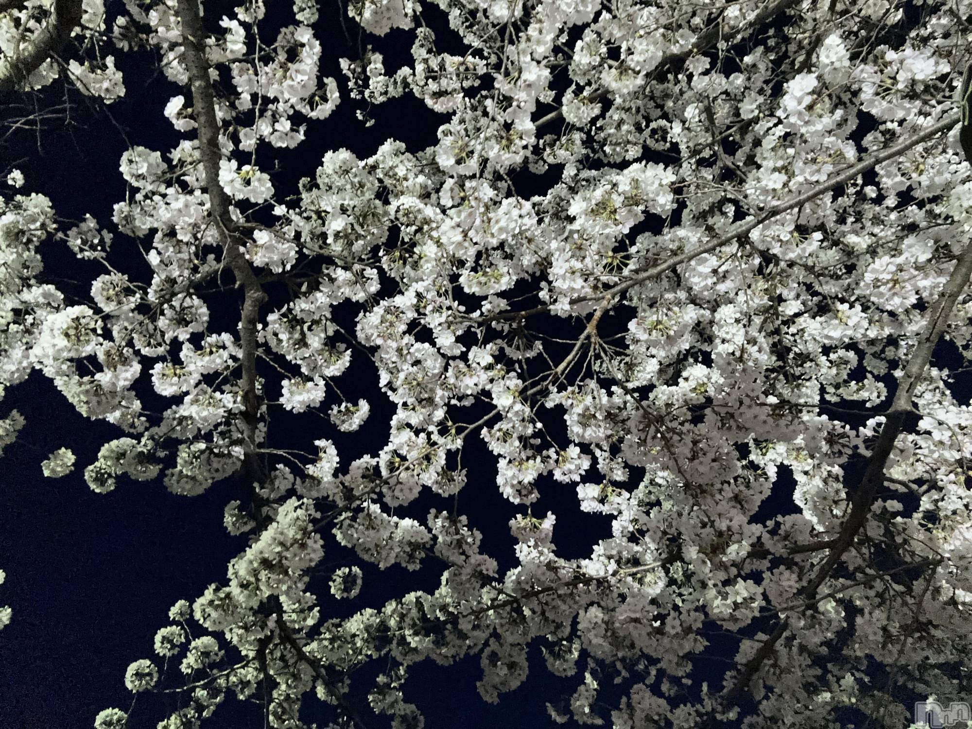 ��Ʋ����Х��顦�����clubTiara(�ƥ�����) ��2026ǯ4��22���̥�֥�����4��22�� 21��42ʬ�Υ֥�����